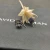 David Yurman 8mm Blue Diamond Stud Earrings